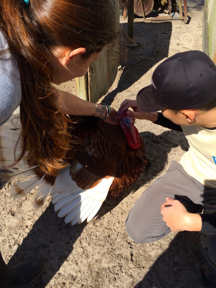 Petting a turkey
