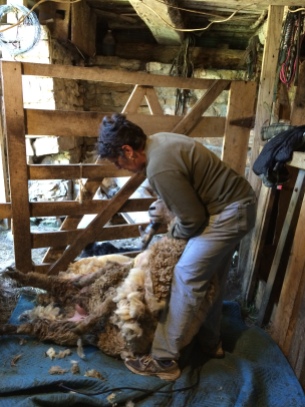 Kathy, the owner of Evan's Knob Farm - an amazing woman and she even taught me how to shear a sheep!