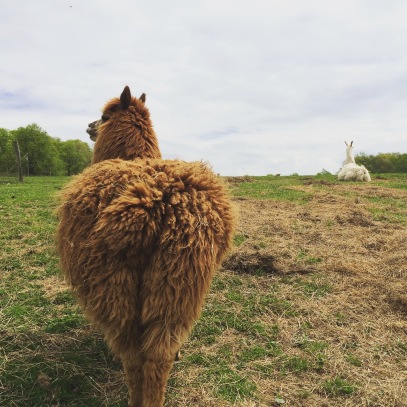 Gabe and Apollo, the alpaca and llama duo at Evan's Knob Farm